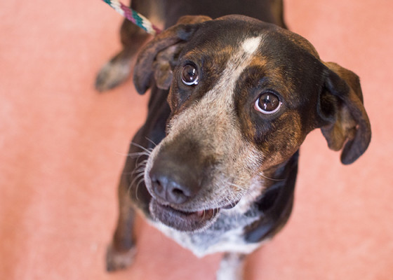 Home - Somerset Regional Animal Shelter